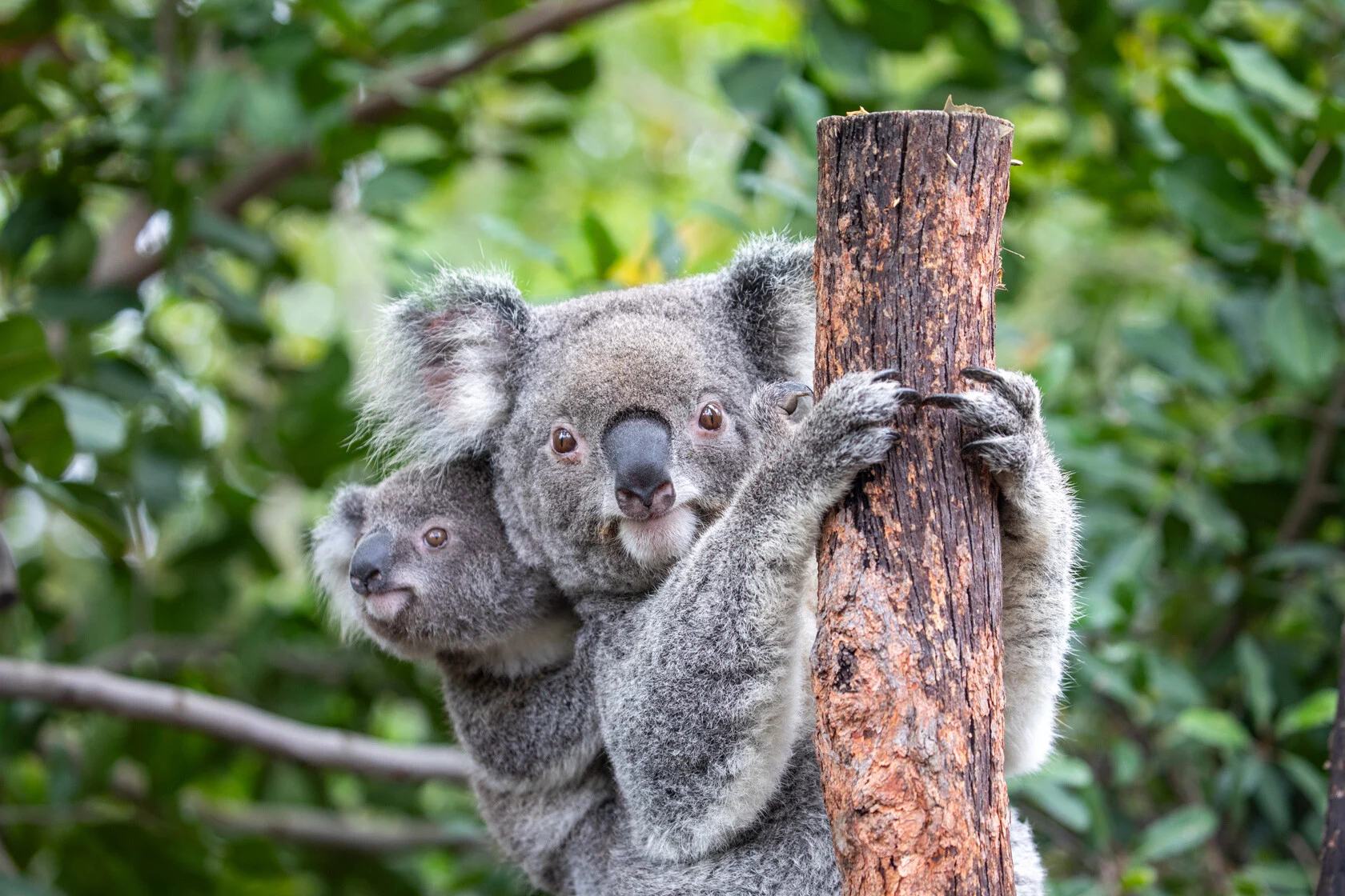 Sydney Zoo Aerial View